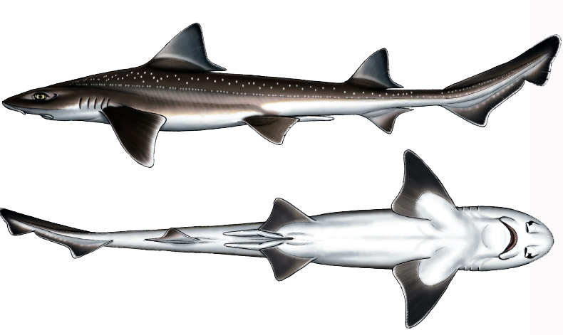 Mustelus asterias_09.jpg